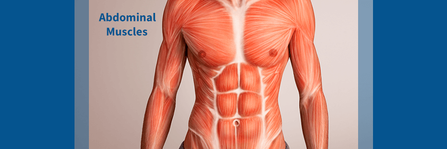 abdominal muscles